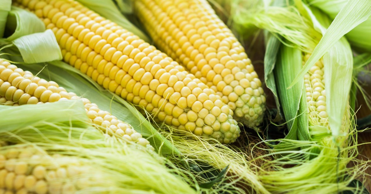 Maize in Kenya ADAMA East Africa